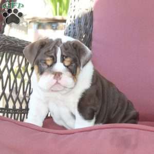 Emory, English Bulldog Puppy